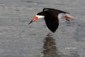 Animals-in-the-Wild;Black-Skimmer;Flying-Bird;Photography;Rynchops-niger;Skimmer