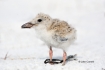 Black-Skimmer;One;Rynchops-niger;Skimmer;avifauna;bird;birds;chick;chicks;color-