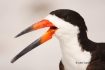 Black-Skimmer;One;Rynchops-niger;Skimmer;avifauna;bird;birds;color-image;color-p