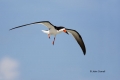 Black-Skimmer;Skimmer;Rynchops-niger;Flight;Flying-bird;action;aloft;behavior;fl