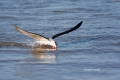 Black-Skimmer;Fishing;Flying-Bird;One;Rynchops-niger;Skimmer;Skimming;action;act