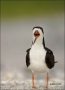 Black-Skimmer;Skimmer;Rynchops-niger;one-animal;close-up;color-image;nobody;phot