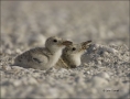 Chick;one-animal;close-up;color-image;photography;day;birds;animals-in-the-wild;