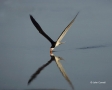 Florida;Southeast-USA;Flight;Rynchops-niger;Black-Skimmer;Flying-bird;One-animal