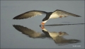 Black-Skimmer;Florida;Southeast-USA;Flight;Foraging;Rynchops-niger;Reflection;fl