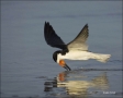 Black-Skimmer;Florida;Southeast-USA;Flight;Foraging;Rynchops-niger;flying-bird;o
