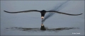 Black-Skimmer;Florida;Southeast-USA;Flight;Foraging;Rynchops-niger;flying-bird;o