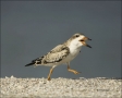 Black-Skimmer;Skimmer;Juvenile;Rynchops-niger;one-animal;close-up;color-image;no