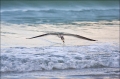 Black-Skimmer;Skimmer;Rynchops-niger;Flight;Flying-bird;action;aloft;behavior;fl
