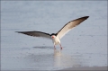 Black-Skimmer;Skimmer;Rynchops-niger