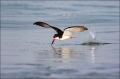 Black-Skimmer;Skimmer;Rynchops-niger