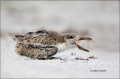 Black-Skimmer;Skimmer;Rynchops-niger;Chick;Chicks;One;one-animal;avifauna;bird;b