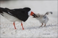 Black-Skimmer;Skimmer;Rynchops-niger;Chick;Chicks;Parent;bond;bonding;family;inn