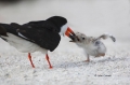 Black-Skimmer;Skimmer;Rynchops-niger;Chick;Chicks;Parent;bond;bonding;family;inn
