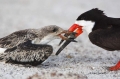 Black-Skimmer;Skimmer;Rynchops-niger;Chick;Chicks;Parent;bond;bonding;family;inn