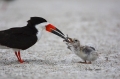 Black-Skimmer;Skimmer;Rynchops-niger;Chick;Chicks;Feeding-Behavior;Parent;bond;b