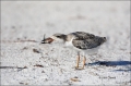 Black-Skimmer;Skimmer;Rynchops-niger;Chick;Chicks;One;one-animal;avifauna;bird;b