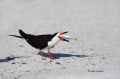 Black-Skimmer;Skimmer;Rynchops-niger;One;one-animal;avifauna;bird;birds;feather;