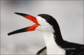Black-Skimmer;Skimmer;Rynchops-niger;One;one-animal;avifauna;bird;birds;feather;