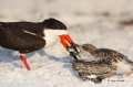 Black-Skimmer;Skimmer;Rynchops-niger;Chick;Chicks;Parent;bond;bonding;family;inn