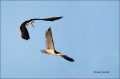 Black-Skimmer;Skimmer;Rynchops-niger;Flying-bird;action;aloft;behavior;flight;fl