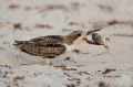 Black-Skimmer;Skimmer;Rynchops-niger;Chick;Chicks;One;one-animal;avifauna;bird;b
