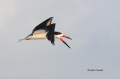 Black-Skimmer;Skimmer;Rynchops-niger;Flight;Flying-bird;action;aloft;behavior;fl