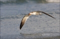 Black-Skimmer;Skimmer;Rynchops-niger;Flight;Flying-bird;action;aloft;behavior;fl
