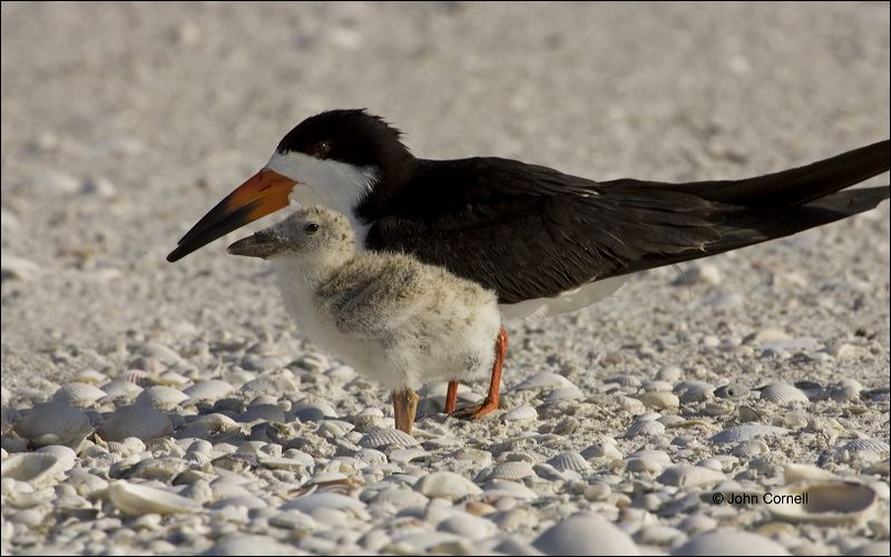 Chick;one animal;close-up;color image;photography;day;birds;animals in the wild;beach;foraging;water;outdoors;Wildlife;outdoors. Wildlife;Foraging;Black Skimmer;Skimmer;Florida;Southeast USA;Rynchops niger;portrait;watchful;Close up;Chicks