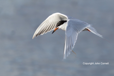 Forsters-Tern;Forsters-Tern;Sterna-fosteri;Tern;flight