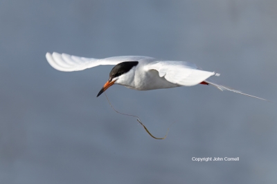 Flying-Bird;Forsters-Tern;Forsters-Tern;Photography;Sterna-fosteri;Tern;action;a
