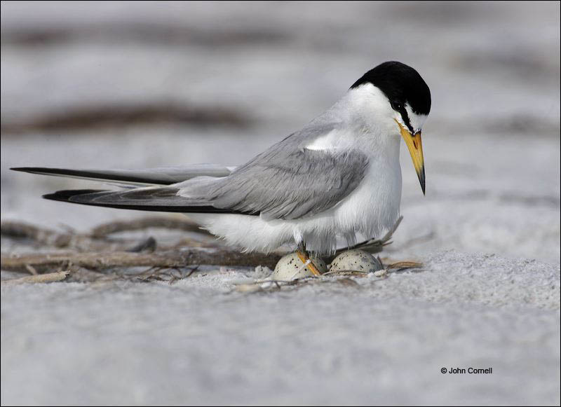 Least Tern;Tern;Nest;Sterna antillarum;Eggs;one animal;close-up;color image;nobody;photography;day;birds;animals in the wild;outdoors;Wildlife;eggs;Parent;chick;chicks;bond;bonding;close;closeness;cute;families;family;fledgling;immature;innocence;innocent;juvenile;juveniles;maternal;mates;nurture;nurturing;parent;parenting;partner;partnering;protection;relationship;together;togetherness;youth