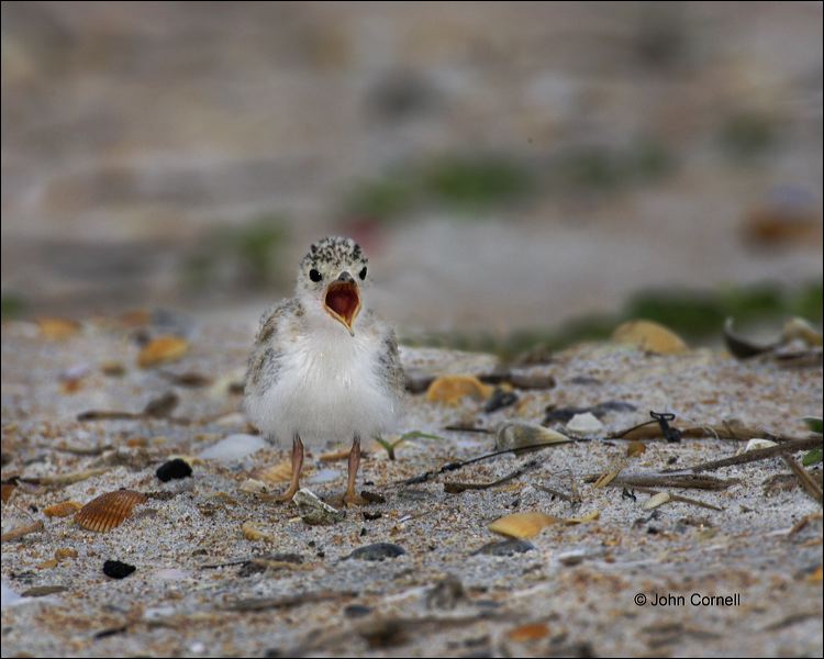 Chick;one animal;close-up;color image;nobody;photography;day;birds;animals in the wild;beach;mud flat;foraging;wate;outdoors;Wildlife;outdoors. Wildlife;Least Tern;Tern;Sterna antillarum;Chicks