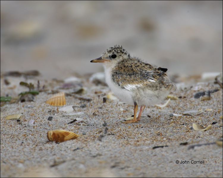 Chick;one animal;close-up;color image;nobody;photography;day;birds;animals in the wild;beach;mud flat;foraging;wate;outdoors;Wildlife;outdoors. Wildlife;Least Tern;Tern;Sterna antillarum;Chicks