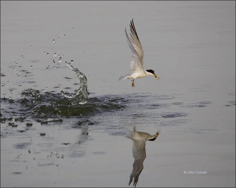 Least Tern;Tern;Flight;Prey;Sterna antillarum;flying bird;one animal;close-up;color image;nobody;photography;day;outdoors. Wildlife;birds;animals in the wild;flight