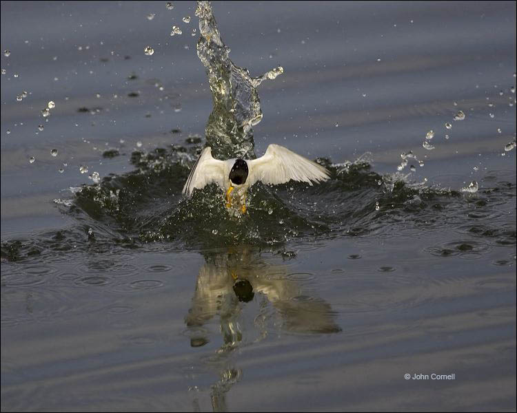 Least Tern;Tern;Flight;Sterna antillarum;Prey;flying bird;one animal;close-up;color image;nobody;photography;day;outdoors. Wildlife;birds;animals in the wild;flight