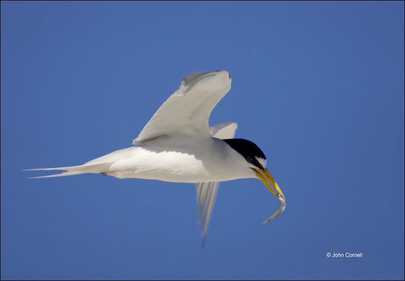 Least Tern;Tern;Flight;Florida;Southeast USA;Sterna antillarum;flying bird;one animal;close-up;color image;nobody;photography;day;outdoors. Wildlife;birds;animals in the wild;flight