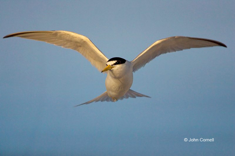Florida;Southeast USA;Flight;Least Tern;Sterna antillarum;Flying bird;One animal;Close-up;Color image;nobody;photography;day;Outdoors;Wildlife;Birds;Animals in the wild;action;active;aloft;in flight;motion;movement;soar;soaring;winged;wings;behavior;Close up;close up