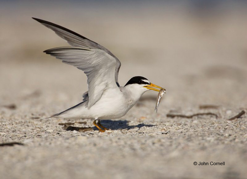 Tern;Florida;Southeast USA;Least Tern;Tern;Florida;Southeast USA;Sterna antillarum;feeding behavior;one animal;close-up;color image;nobody;photography;day;outdoors. Wildlife;birds;animals in the wild;foraging;feeding;prey;avifauna;feathered;feathers;wilderness;perch;perching;watch;watchful
