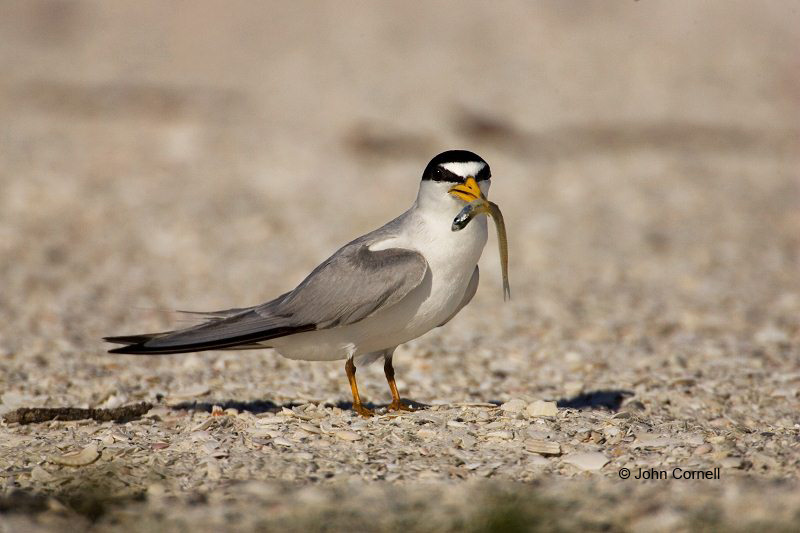 Tern;Florida;Southeast USA;Least Tern;Tern;Florida;Southeast USA;Sterna antillarum;feeding behavior;one animal;close-up;color image;nobody;photography;day;outdoors. Wildlife;birds;animals in the wild;foraging;feeding;prey