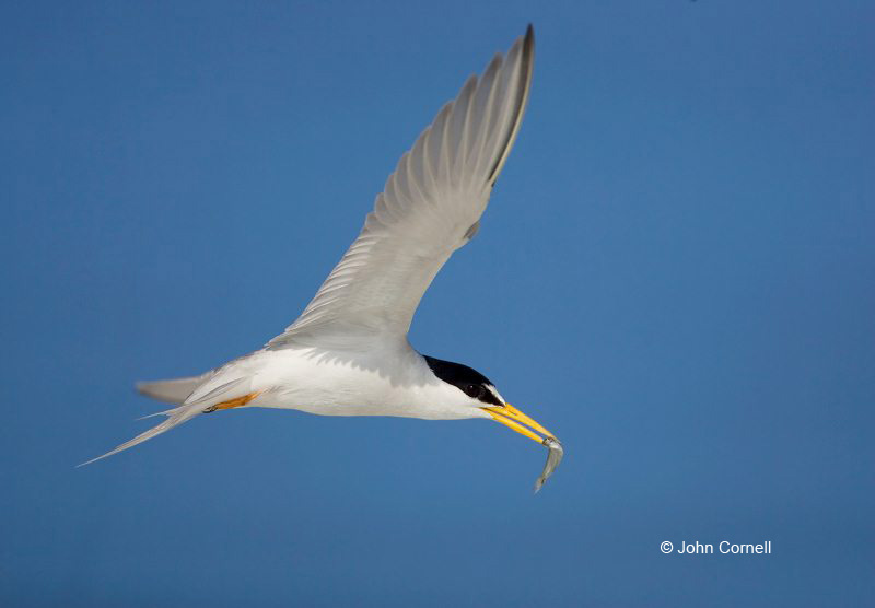 Tern;Flight;Florida;Southeast USA;Least Tern;Sterna antillarum;Flying bird;One animal;Close-up;Color image;nobody;photography;day;Outdoors;Wildlife;Birds;Animals in the wild;action;active;aloft;in flight;motion;movement;soar;soaring;winged;wings;behavior;Close up;close up