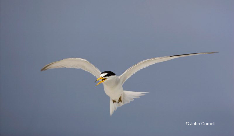 Tern;Florida;Southeast USA;Flight;Least Tern;Sterna antillarum;Flying bird;One animal;Close-up;Color image;nobody;photography;day;Outdoors;Wildlife;Birds;Animals in the wild;action;active;aloft;in flight;motion;movement;soar;soaring;winged;wings;behavior;Close up;close up
