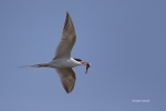 Flying-Bird;Forsters-Tern;Forsters-Tern;Photography;Prey;Sterna-fosteri;Tern;act