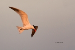 Caspian-Tern;Flying-Bird;Hydroprogne-caspia;Photography;Tern;action;active;aloft