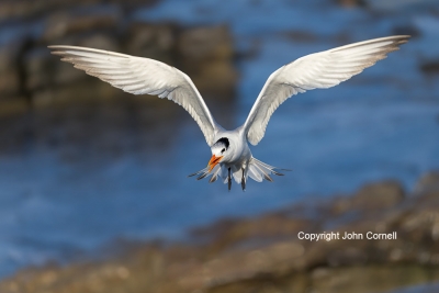 Flying-Bird;Photography;Royal-Tern;Sterna-maxima;Tern;action;active;aloft;behavi