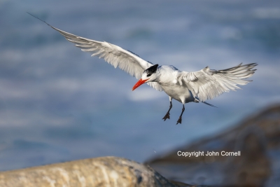Flying-Bird;Photography;Royal-Tern;Sterna-maxima;Tern;action;active;aloft;behavi