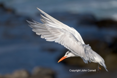 Flying-Bird;Photography;Royal-Tern;Sterna-maxima;Tern;action;active;aloft;behavi
