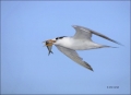 Royal_Tern