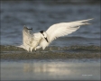 Sandwich-Tern;Sterna-sandvicensis;one-animal;close-up;color-image;nobody;photogr