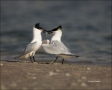 Florida;Southeast-USA;Sandwich-Tern;Tern;Breeding-Behavior;Sterna-sandvicensis;o
